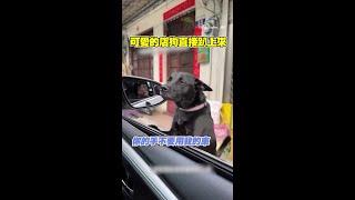 #店家 #狗狗 出門接待，瞧那眼神自信地很｜#寵物雲 #shorts