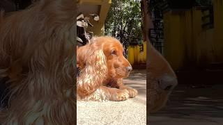 ️ The Sweetest Face Ever! #shorts #dog #cockerspaniel