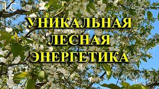 Почувствуйте как напряжение покидает ваше тело, а разум начинает проясняться. #музыкадлясна #природа