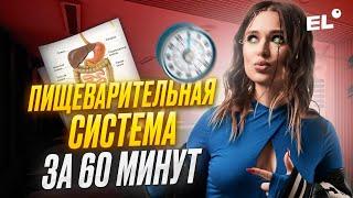 ПИЩЕВАРИТЕЛЬНАЯ СИСТЕМА ЗА 60 МИНУТ || ЕГЭ ПО БИОЛОГИИ 2025 || Женя Биологичка ЕГЭLAND