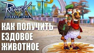 Как всем получить ездовое животное в Ragnarok M: Eternal Love. Квест и лут.