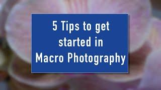 Macro Photography (5 Tips)