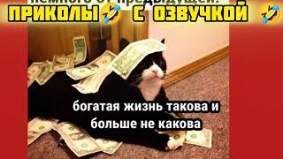 богатая жизнь смотри смешные картинки мемы котики приколы с озвучкой 