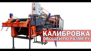 Сортировка картофеля оборудование (видео)