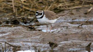 Малые зуйки, кормежка, брачное поведение. Charadrius dubius. Птицы Беларуси.