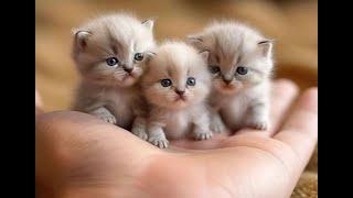  The most funny and beautiful kittens in the world!  Funny video with cats and kittens! 