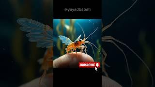 "Megical shrimp Flaying on finger" Yayad Babah #shorts #trending #love #cute #funny #animals