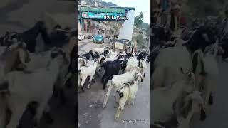 Kashmiri Goat  #ytshorts #kashmir #goat #shortsfeed #jammukashmir @amirvlogmumbai