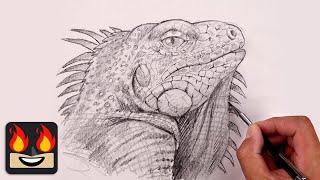 How To Draw an Iguana | Sketch Tutorial