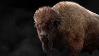 Blender 3D Animal | CGI Breakdown | Male Bison | VFX GRACE