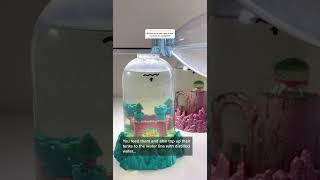 What to do with your Sea Monkeys when you go away on Vacation?