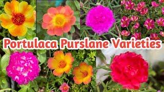 Moss Rose and Purslane Color Varieties|| Pooja's Garden