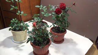 Комнатные розы : пересадка из открытого грунта в горшки 2. Transplant miniature roses 2.