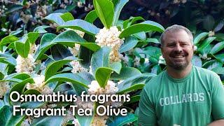 Osmanthus fragrans - Fragrant Tea Olive