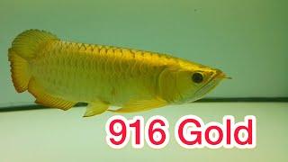 Best Top 5 Level Full Helmet Golden Arowana | Best 5 Gold Head Arowana