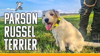 Parson Russel Terrier | Ein Hund für Dich??