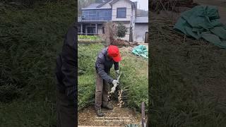 Trimming bamboo shoots in the backyard