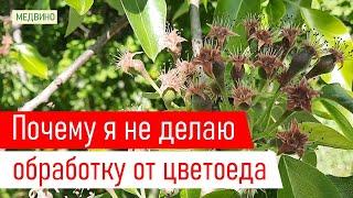 Обработка от цветоеда: нужно ли делать всем?