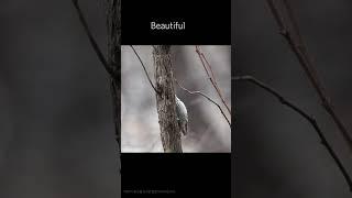 Cute birds 아물쇠딱따구리   Grey-headed pygmy woodpocker #birds #nature /0077