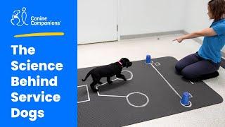 The Science Behind Service Dogs - Decades of Canine Research | Canine Companions