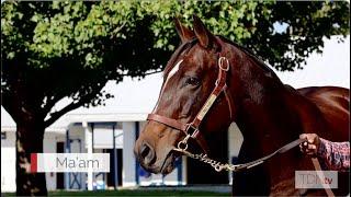 Mystik Dan Connections Celebrate the Journey with Star Broodmare Ma'am