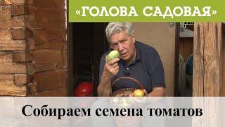 Голова садовая - Собираем семена томатов