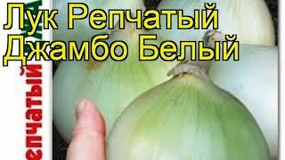 Лук репчатый Джамбо Белый. Краткий обзор, описание характеристик allium Dzhambo Belyj