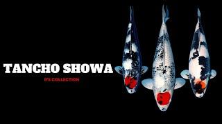 Tancho Showa : R's Collection