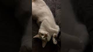 Cute Cat Video Episode 97 