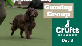 Gundog Group | Crufts 2025