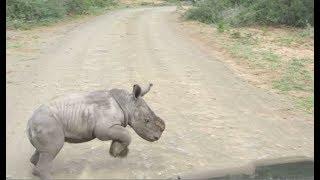 Baby Rhino Charges At Car