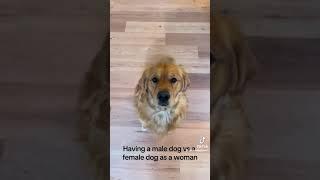 Female dog vs. Male dog #notmine #xybca #subscribe #viral