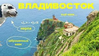 Владивосток: красивее, чем в кино | Морские котики  Заброшенные маяки, Облако чаек и Олени Тревел