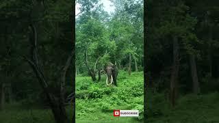 Nagarahole#shorts #short #shortvideo#forest #nature #Nagarahole #naturevideo#youtubeshorts