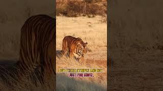 A Tigers  stripes. #shorts #animals #facts #tiger #tigerstripes