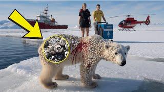 Injured polar bear cub rescued successfully from millions of barnacles