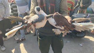 welcome chowk kabutar market Delhi pigeon market gole kabootar madrasi kabli fancy #kabootarmarket