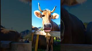 hamba cow comedy #trending #cow #hamba #shorts