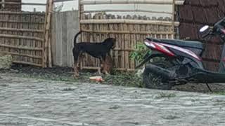 Channel Aba-abal Anjing Kampung