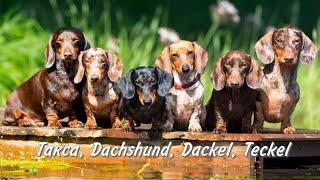 Такса, Dachshund, Dackel, Teckel