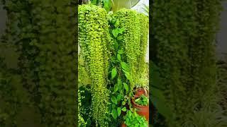 Low Maintenance Outdoor Hanging Plants | Kanishka Hi-Tech Nursery | Greater Noida