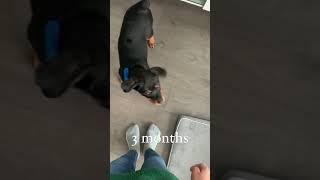 Rottweiler Puppy Training in 20 Seconds 