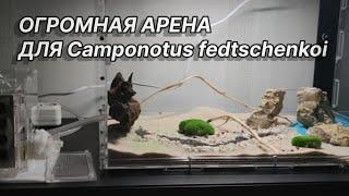 ОГРОМНАЯ АРЕНА ДЛЯ CAMPONOTUS FEDTSCHENKOI