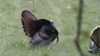 Gobbler Thumpin' at 10 steps - Bryan Divis - Blood Brothers Tv