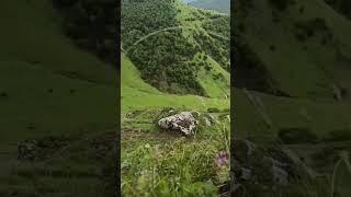 Горные луга Ингушетии #ингушетия #природа #горы