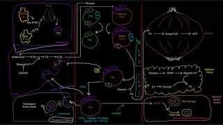 Lipoproteins (Part 6 of 7) - LDL (Low Density Lipoprotein)
