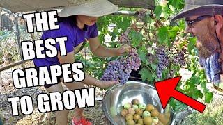 What's The Best Grape Vine To Grow At Home For Eating? Our Pick 