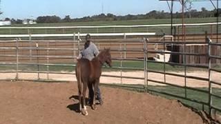 2012 Craig Johnson Reining Horses - Foals Ground Work - Video 2