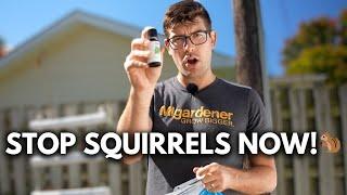 Try These 3 EASY Ways Keep Squirrels Out of Your Garden