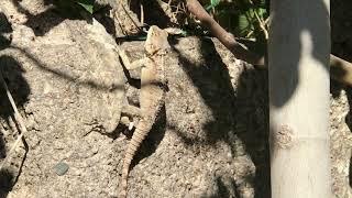 Agama Lizards in CYPRUS